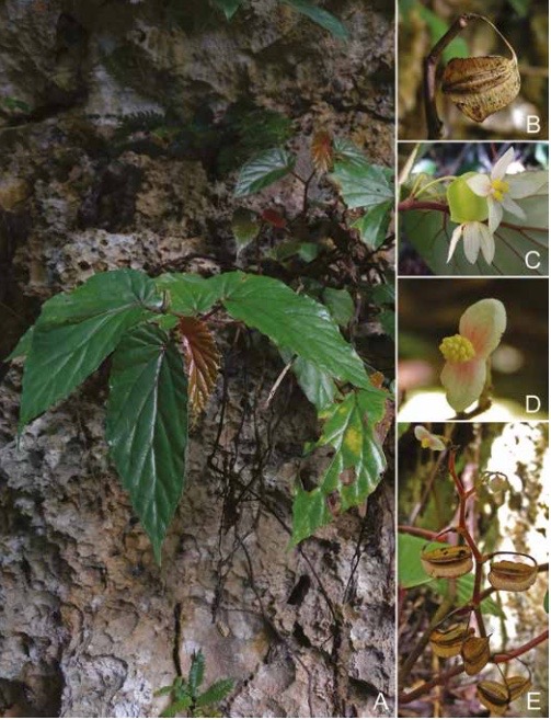 B. recurvata